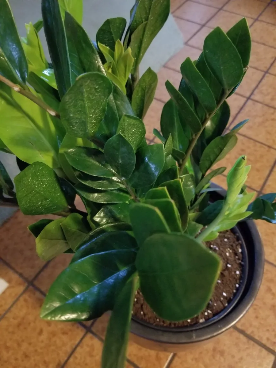 easy-to-grow plants